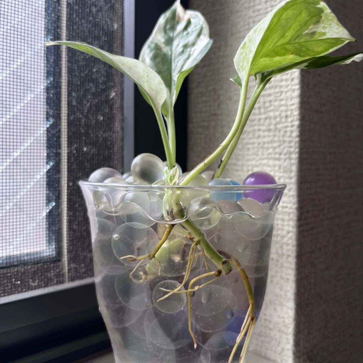 観葉植物が元気に育ってくれることを願う