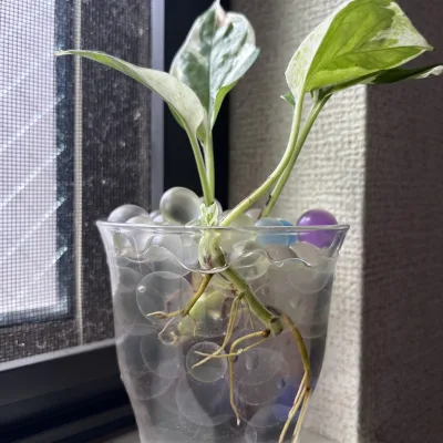 観葉植物が元気に育ってくれることを願う